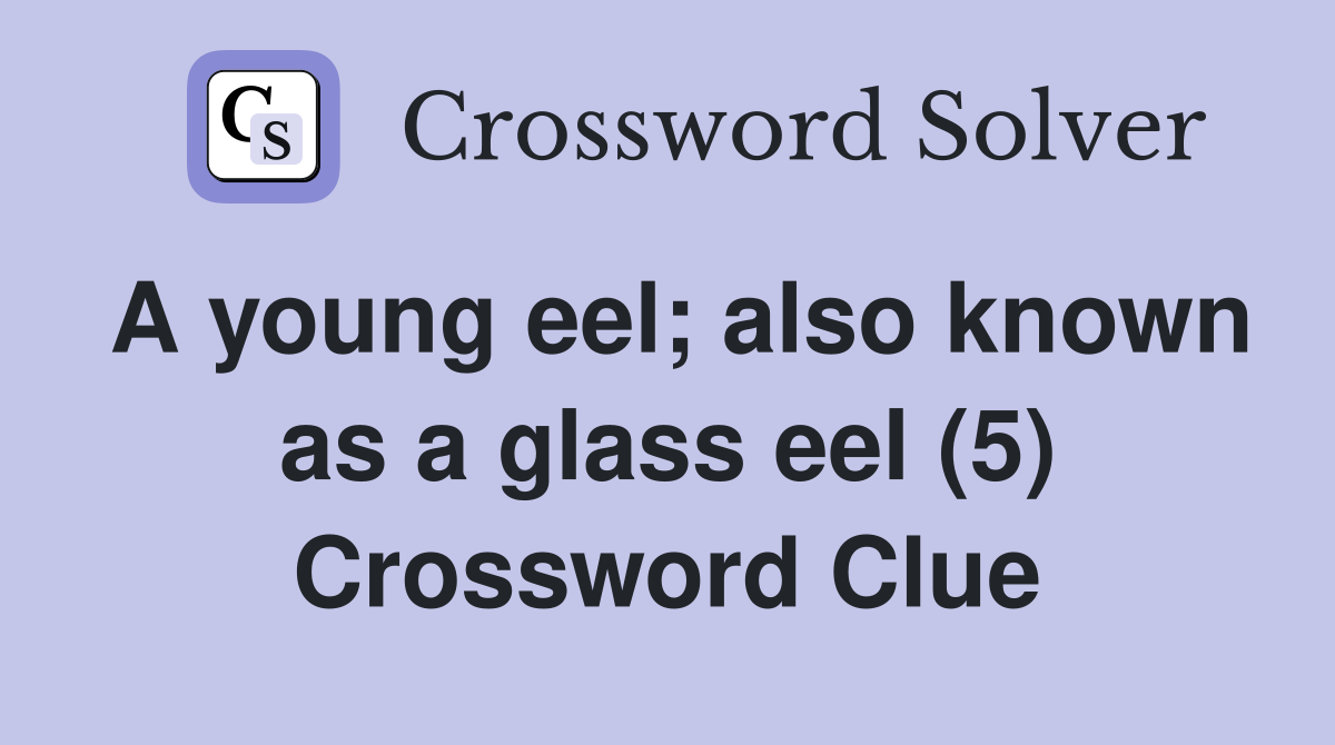 A young eel; also known as a glass eel (5) Crossword Clue