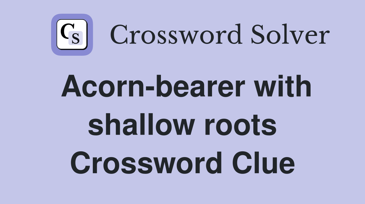 Acorn-bearer with shallow roots Crossword Clue