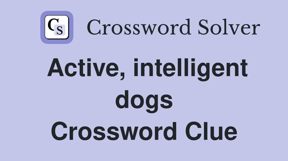 Active, intelligent dogs Crossword Clue
