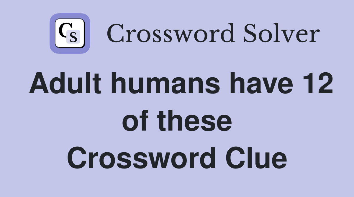 Adult humans have 12 of these Crossword Clue