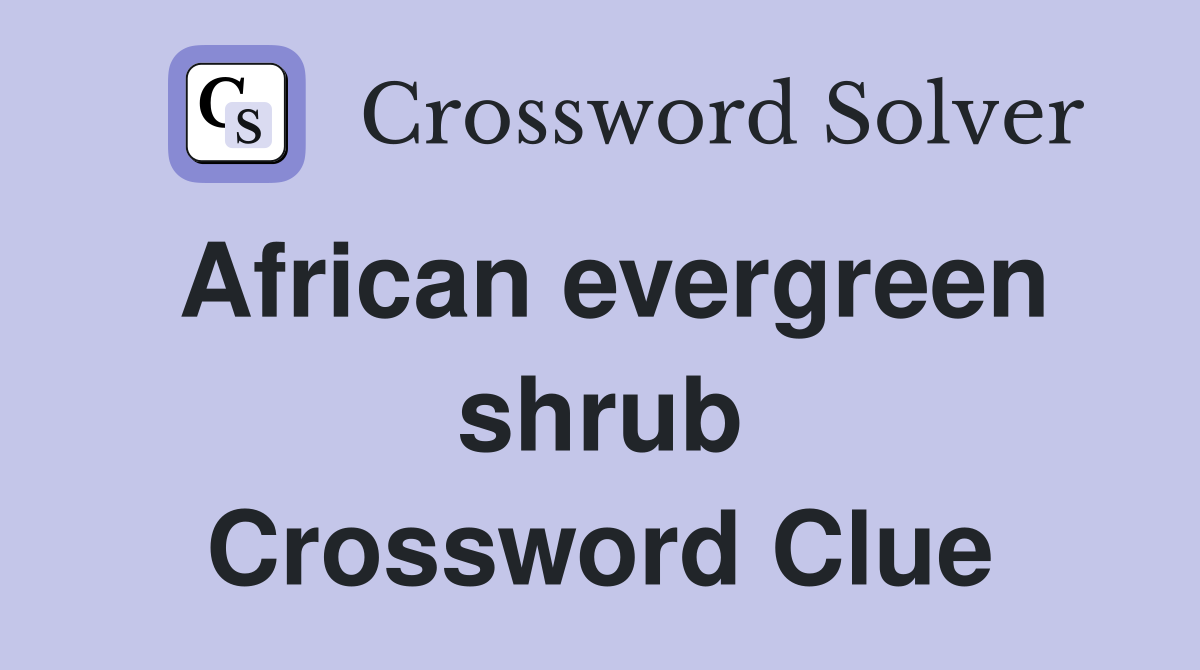 African evergreen shrub Crossword Clue