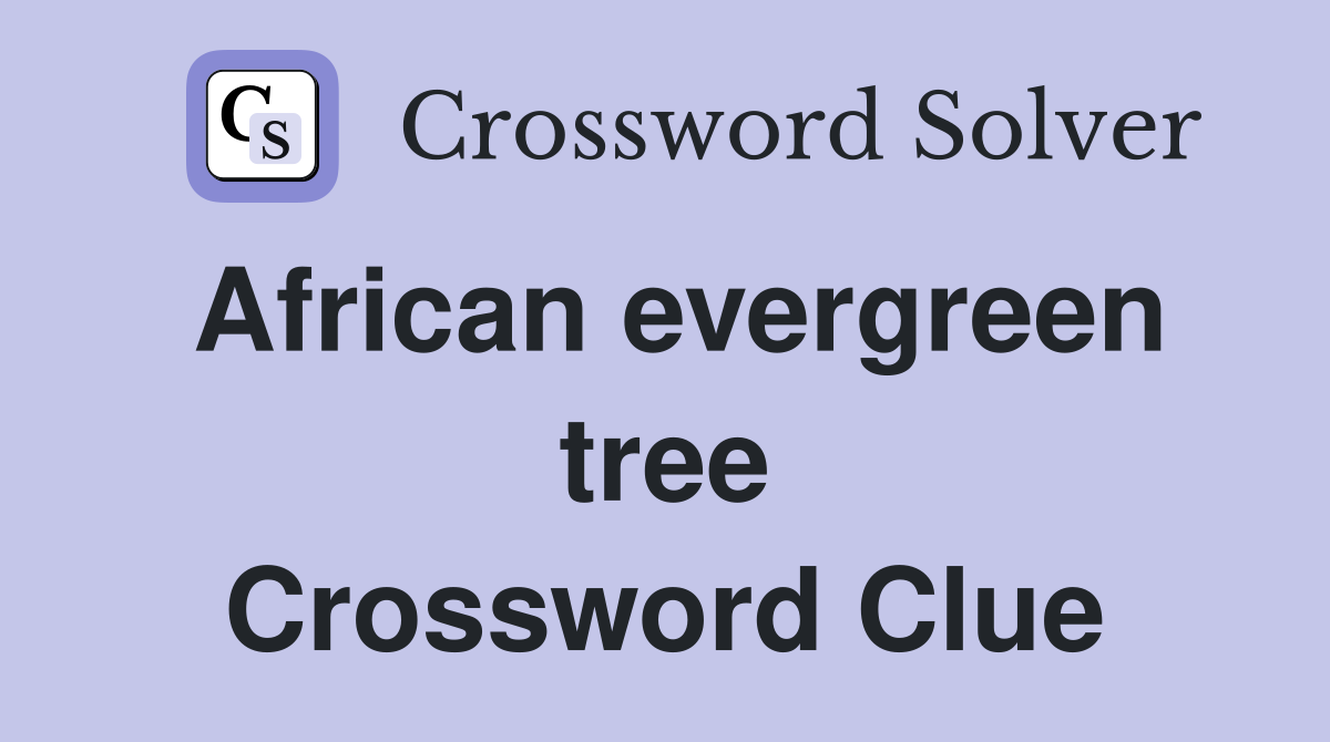 African evergreen tree Crossword Clue