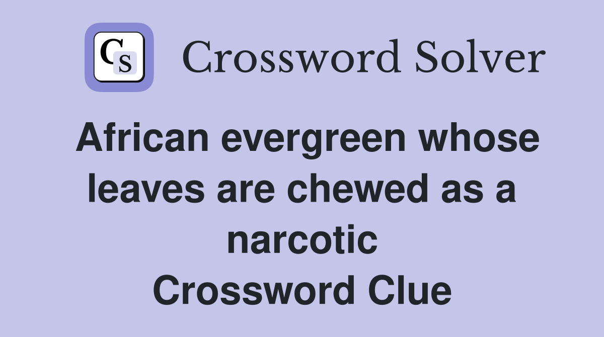 African evergreen whose leaves are chewed as a narcotic Crossword Clue