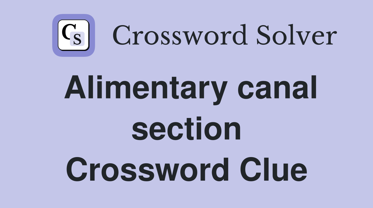 Alimentary canal section Crossword Clue
