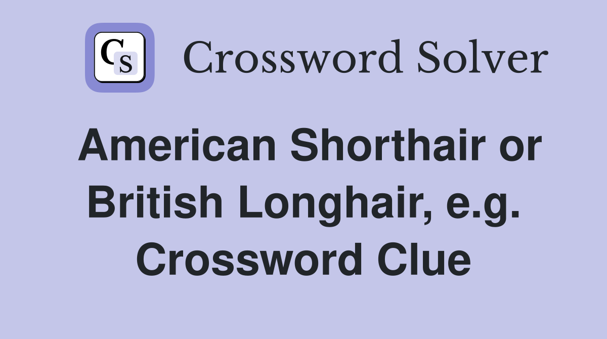 American Shorthair or British Longhair, e.g. Crossword Clue