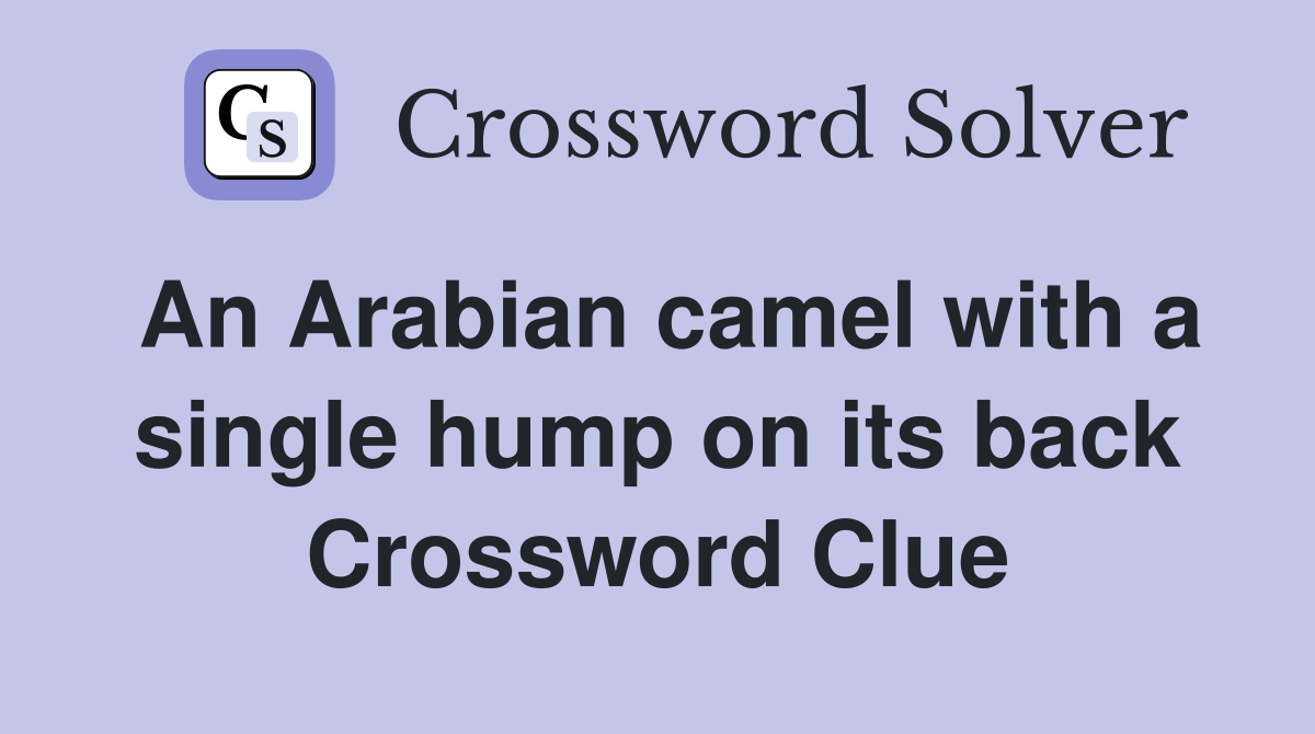 An Arabian camel with a single hump on its back Crossword Clue
