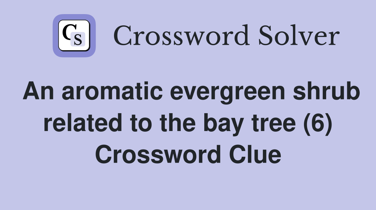 An aromatic evergreen shrub related to the bay tree (6) Crossword Clue