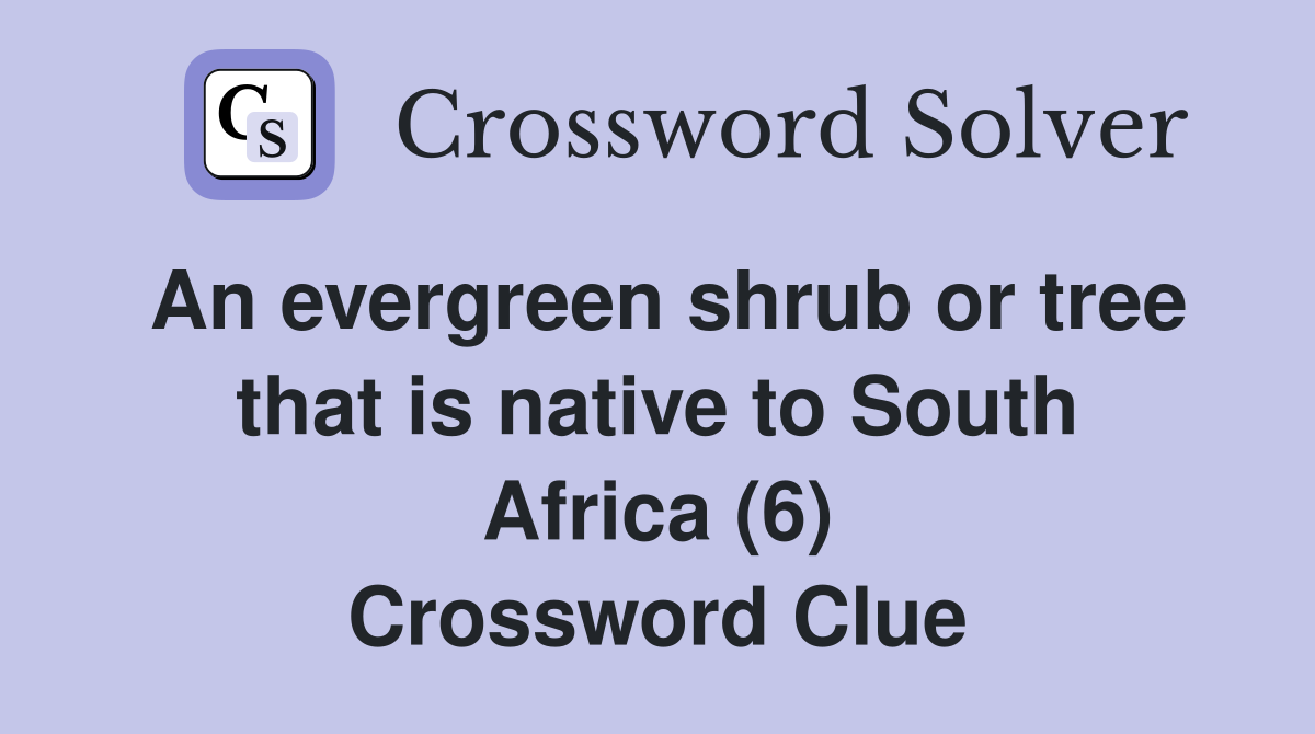 An evergreen shrub or tree that is native to South Africa (6) Crossword Clue