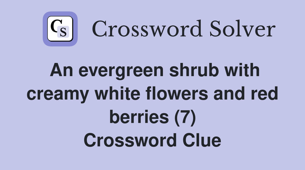 An evergreen shrub with creamy white flowers and red berries (7) Crossword Clue
