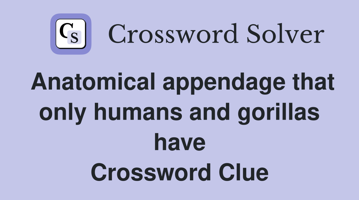 Anatomical appendage that only humans and gorillas have Crossword Clue