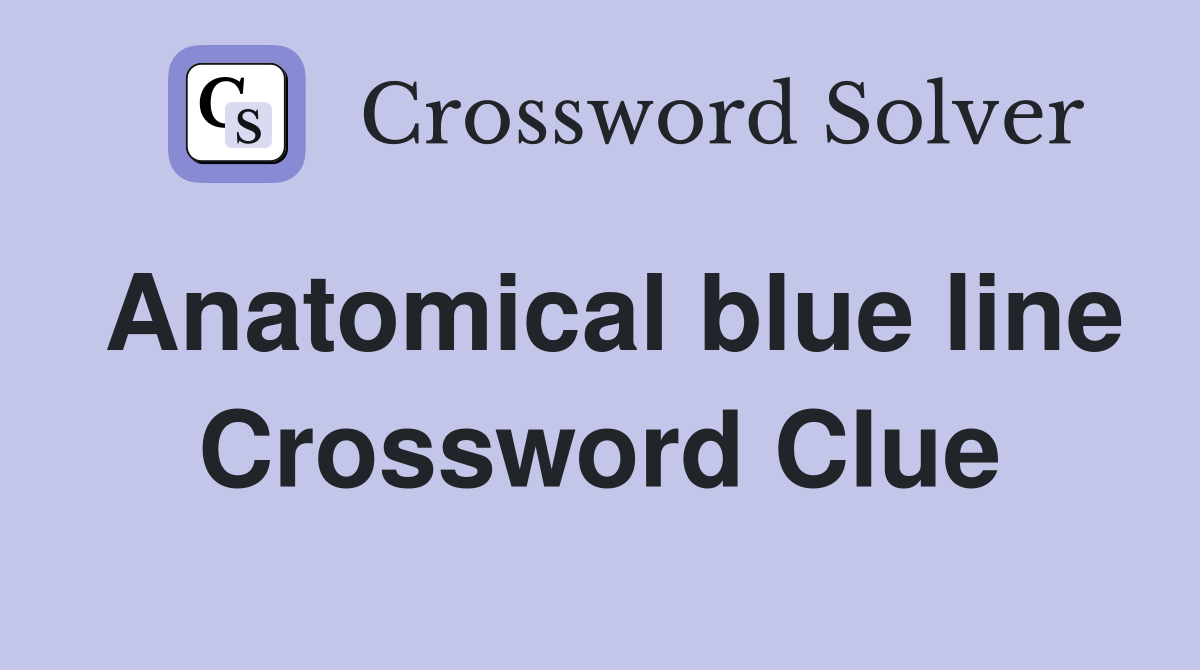 Anatomical blue line Crossword Clue
