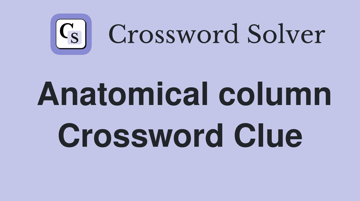 Anatomical column Crossword Clue