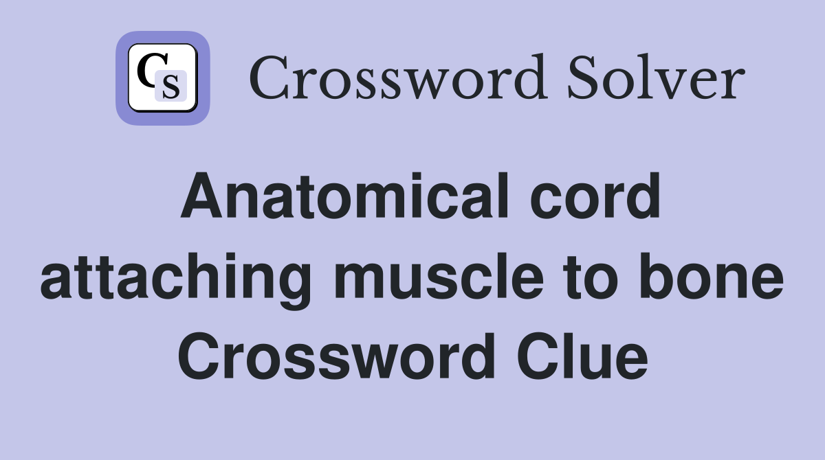 Anatomical cord attaching muscle to bone Crossword Clue