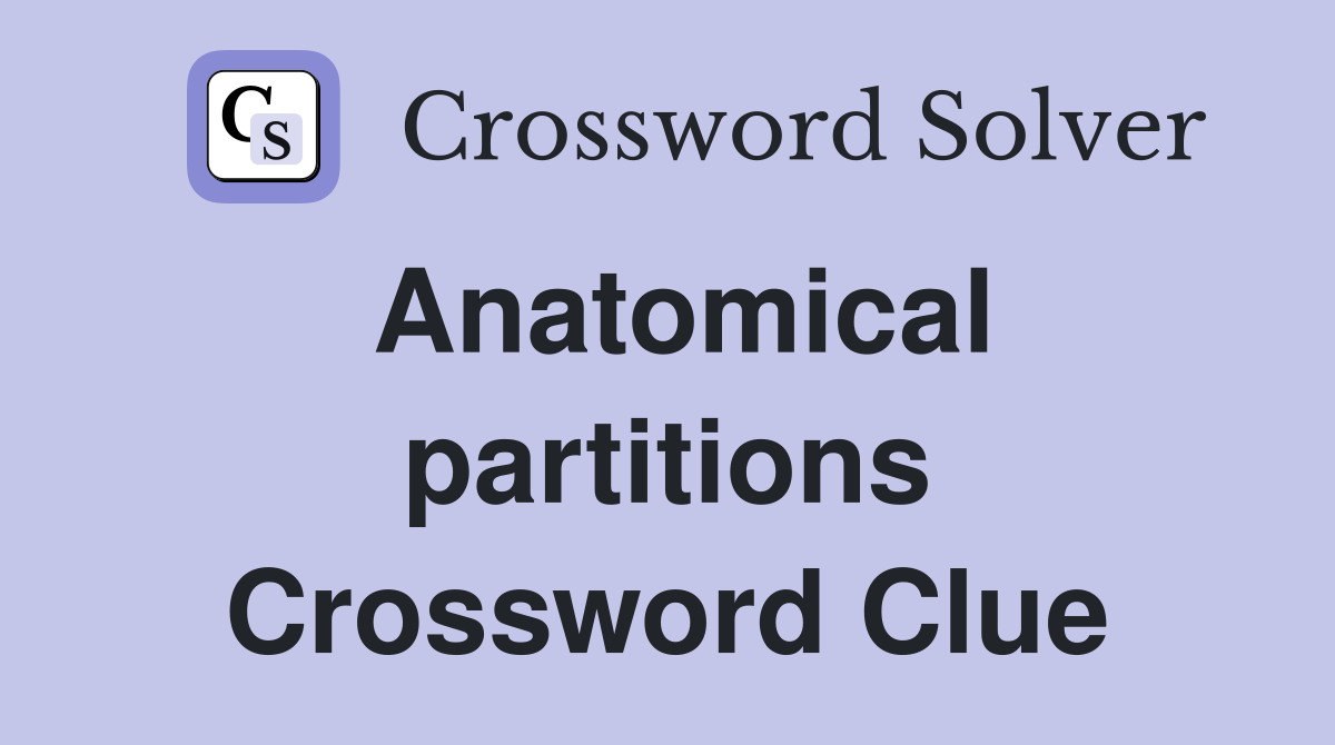 Anatomical partitions Crossword Clue