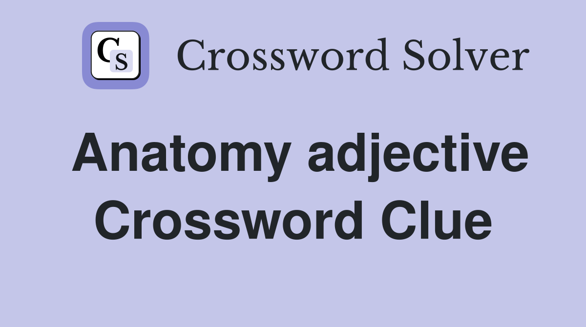 Anatomy adjective Crossword Clue