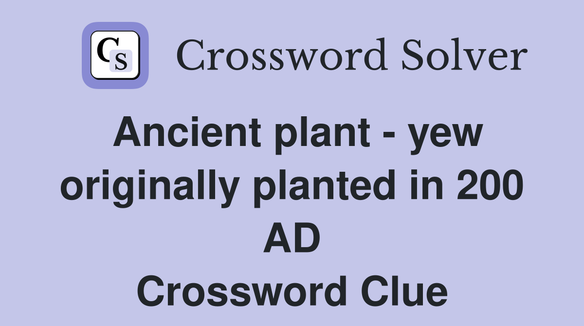 Ancient plant - yew originally planted in 200 AD Crossword Clue