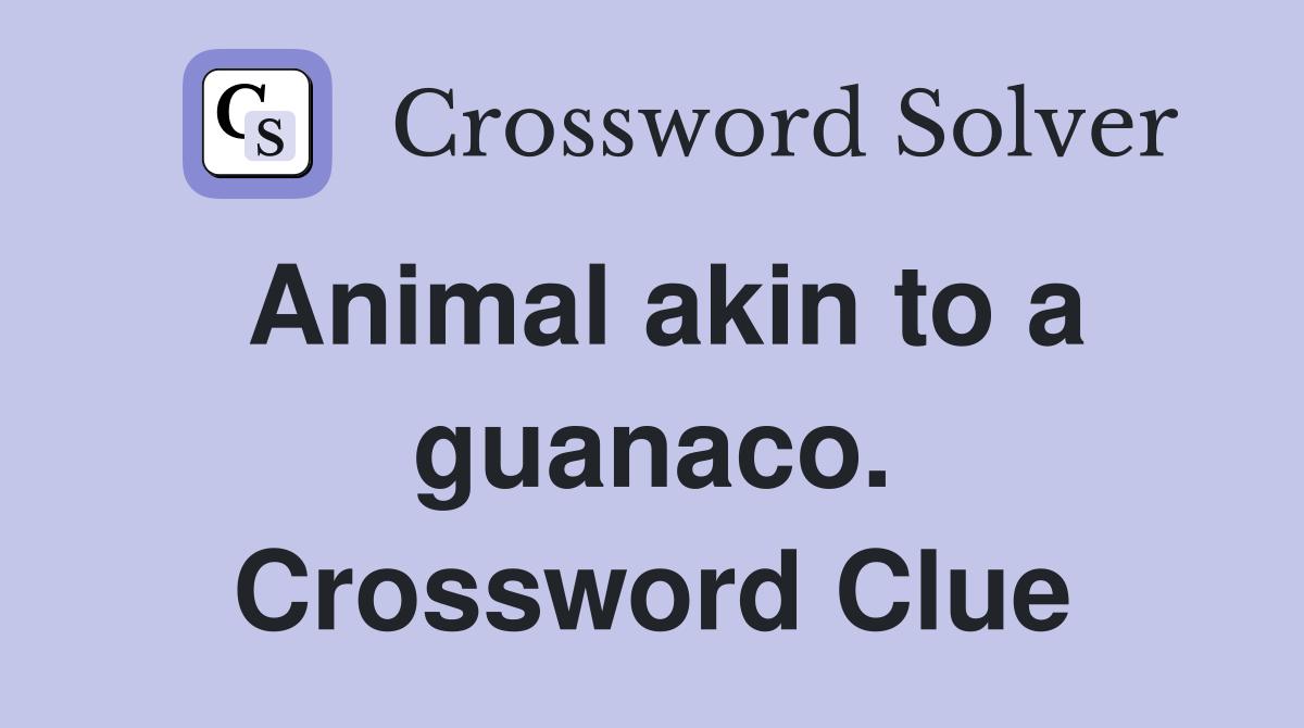 Animal akin to a guanaco. Crossword Clue