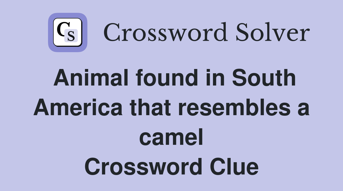 Animal found in South America that resembles a camel Crossword Clue