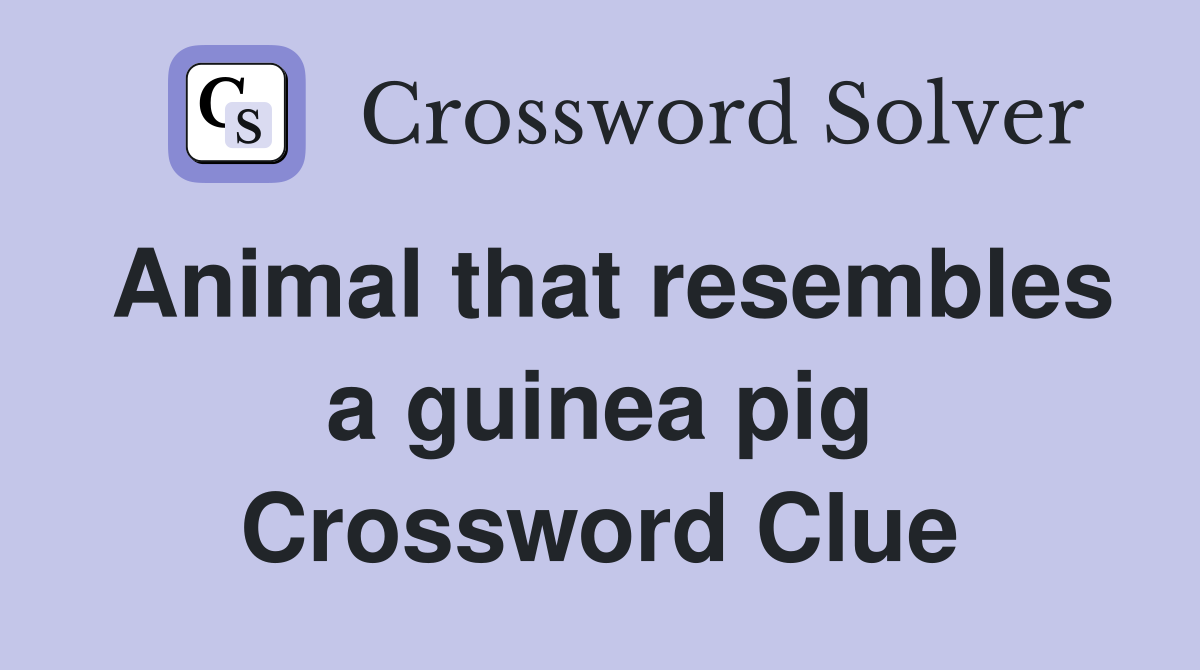 Animal that resembles a guinea pig Crossword Clue
