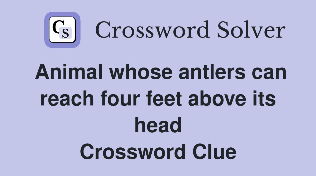 Animal whose antlers can reach four feet above its head Crossword Clue