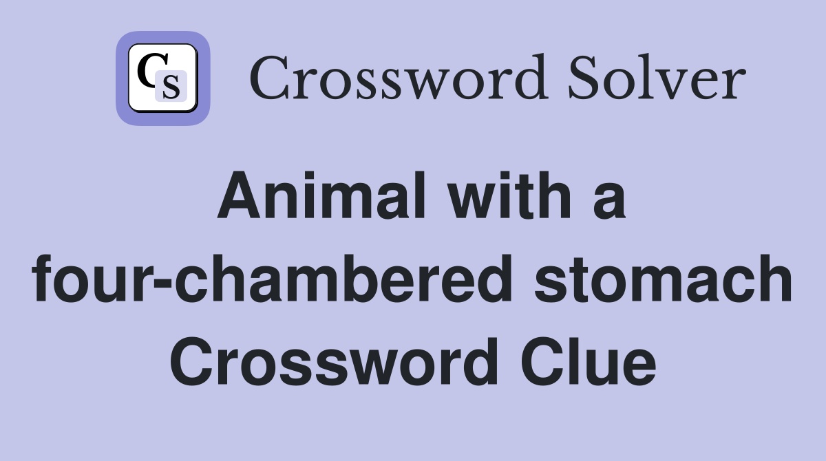 Animal with a four-chambered stomach Crossword Clue