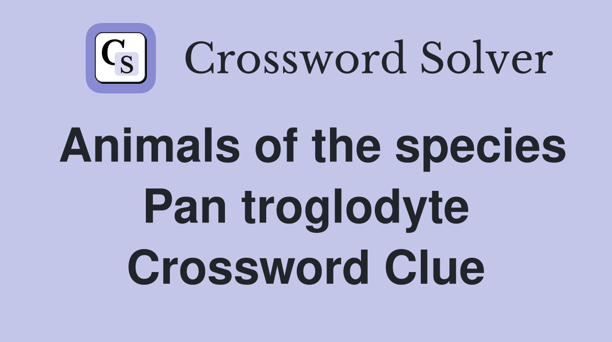Animals of the species Pan troglodyte Crossword Clue