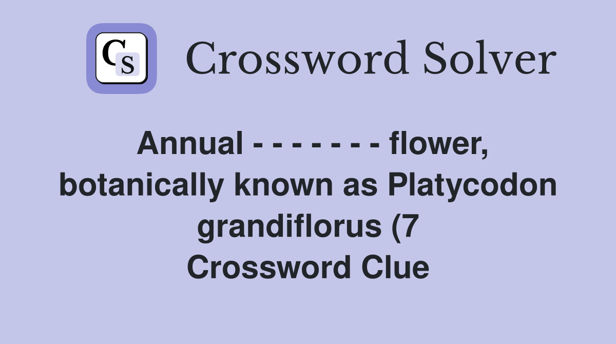Annual flower botanically known as Platycodon Annual flower botanically known as Platycodon