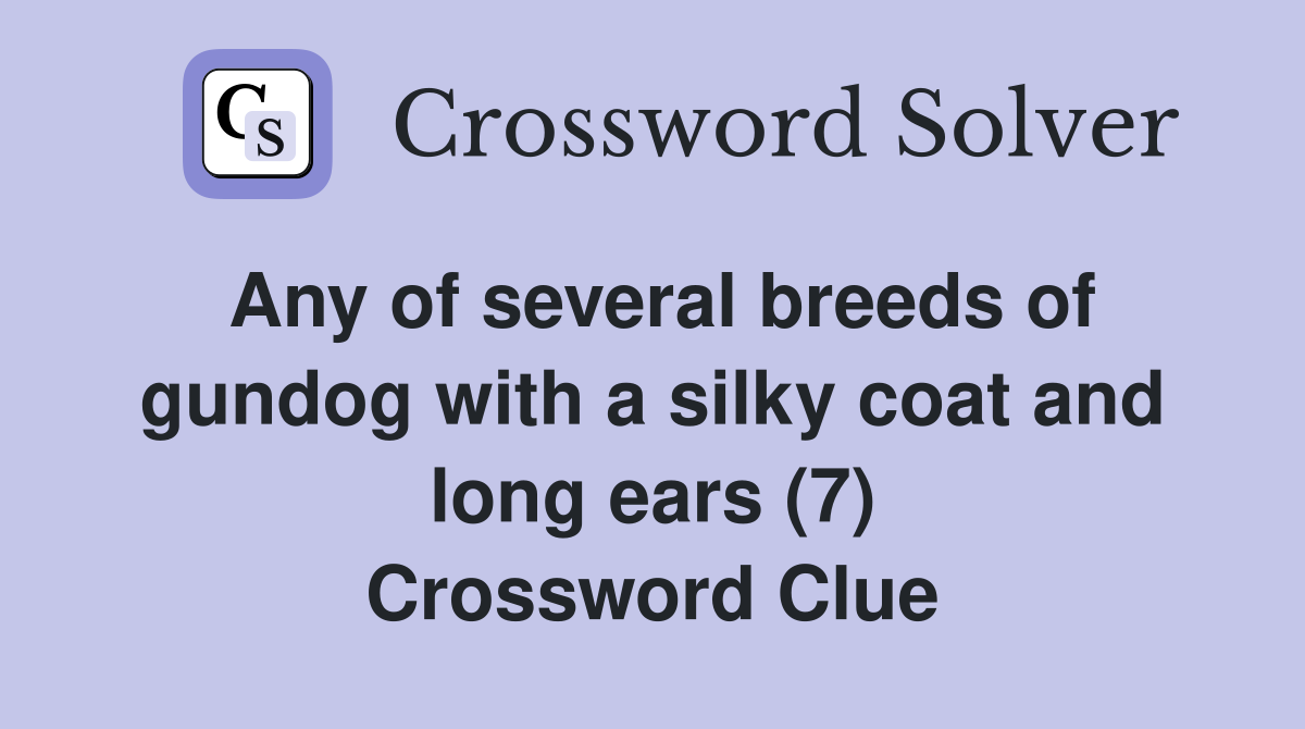 Any of several breeds of gundog with a silky coat and long ears (7) Crossword Clue