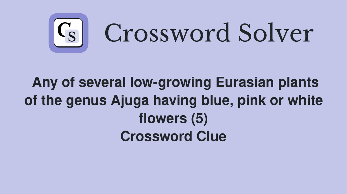 Any of several low growing Eurasian plants of the genus Ajuga having