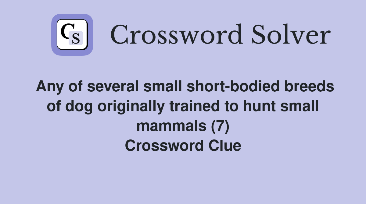 Any of several small short-bodied breeds of dog originally trained to hunt small mammals (7) Crossword Clue