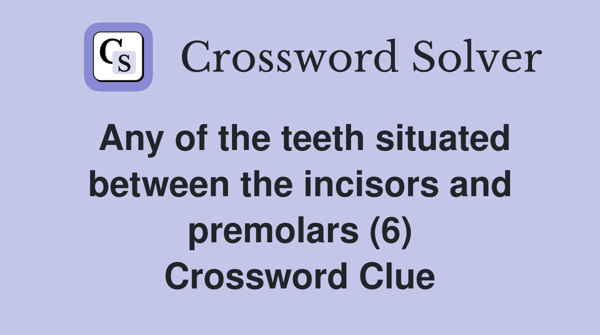 Any of the teeth situated between the incisors and premolars (6) Crossword Clue