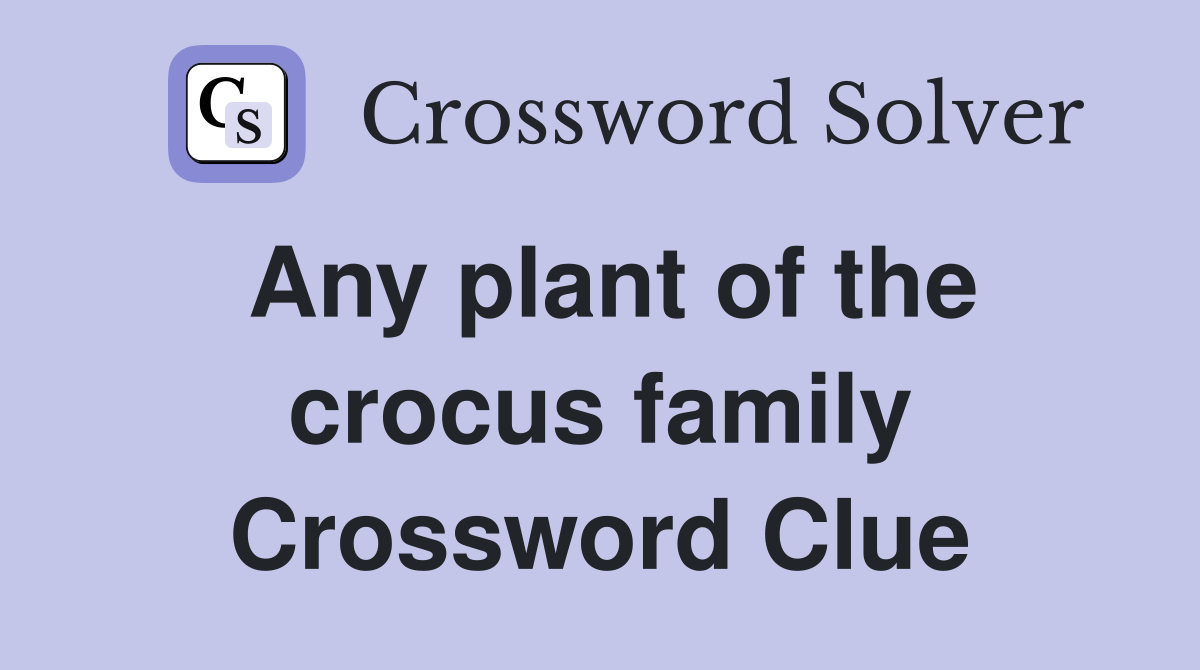 Any plant of the crocus family Crossword Clue