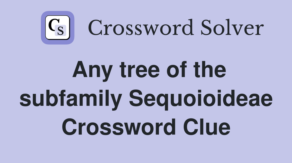 Any tree of the subfamily Sequoioideae Crossword Clue