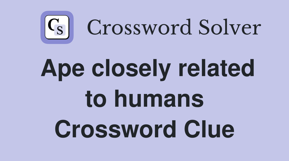 Ape closely related to humans Crossword Clue