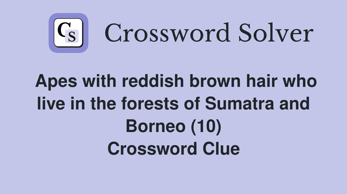 Apes with reddish brown hair who live in the forests of Sumatra and Borneo (10) Crossword Clue