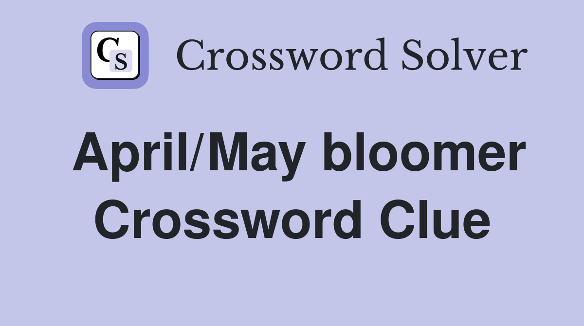 April/May bloomer Crossword Clue