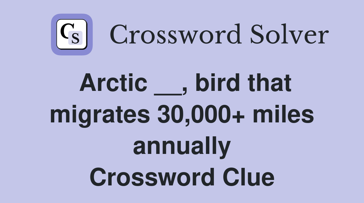Arctic __, bird that migrates 30,000+ miles annually Crossword Clue