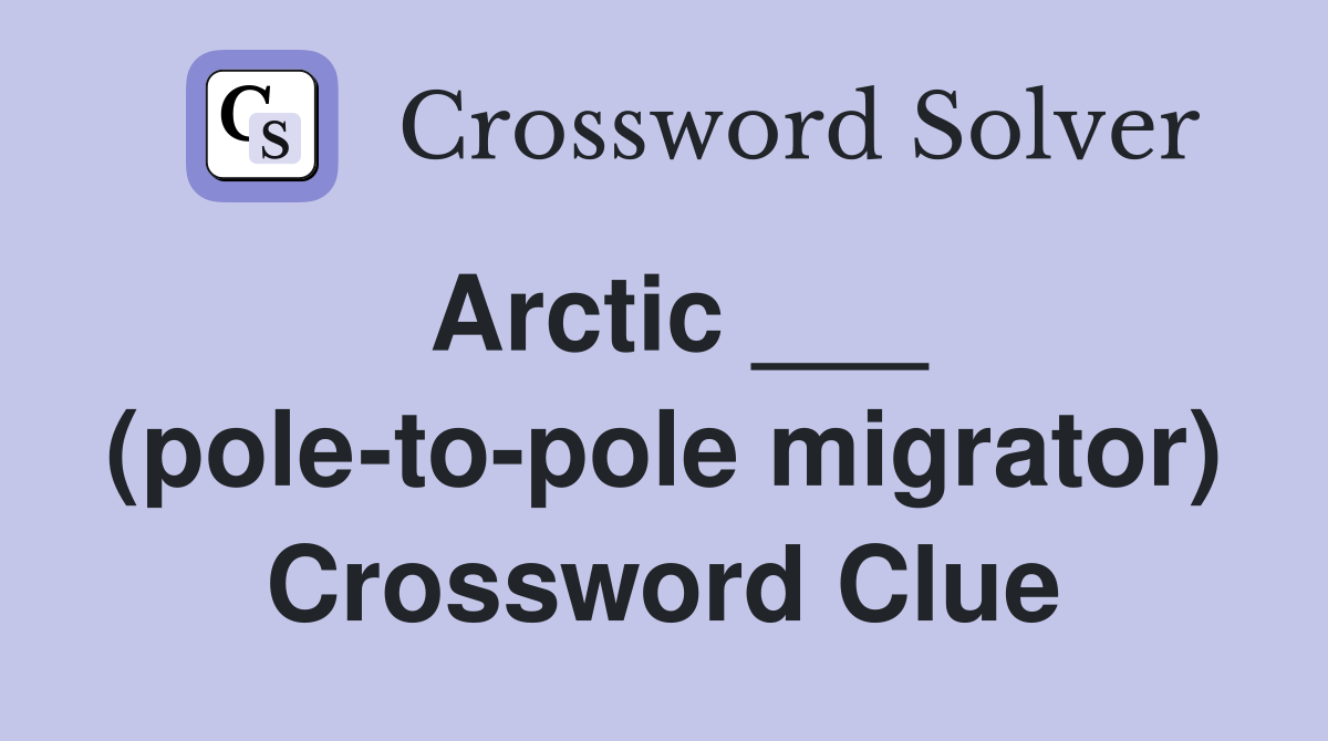 Arctic ___ (pole-to-pole migrator) Crossword Clue