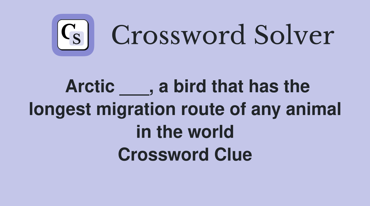 Arctic ___, a bird that has the longest migration route of any animal in the world Crossword Clue