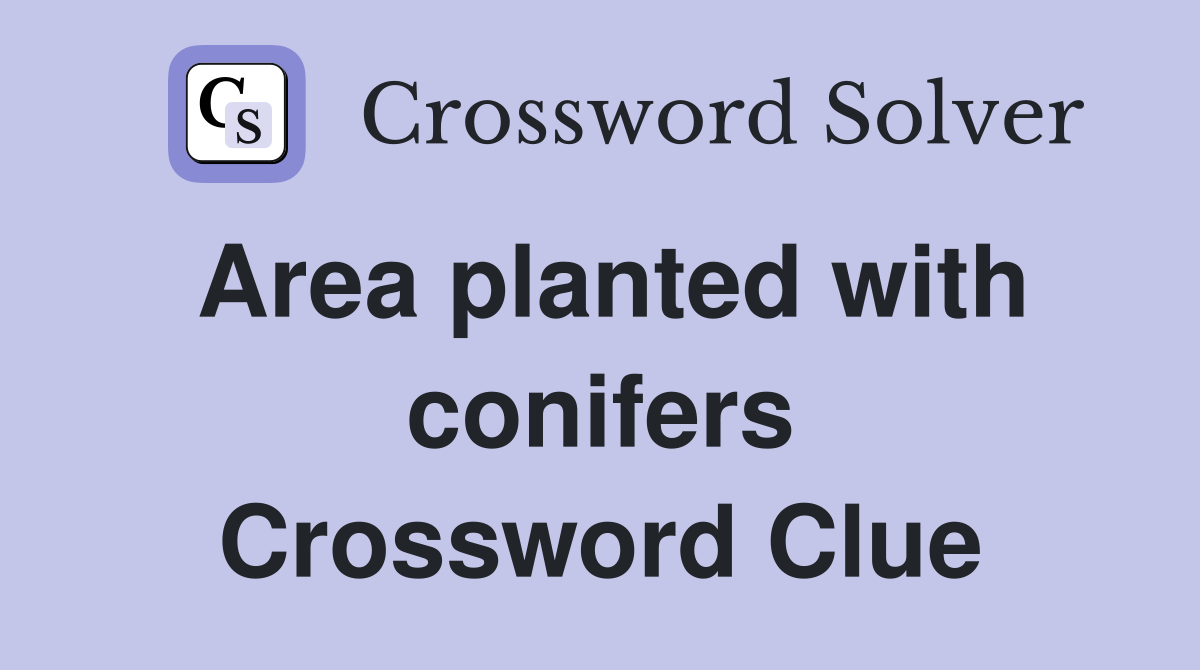 Area planted with conifers Crossword Clue