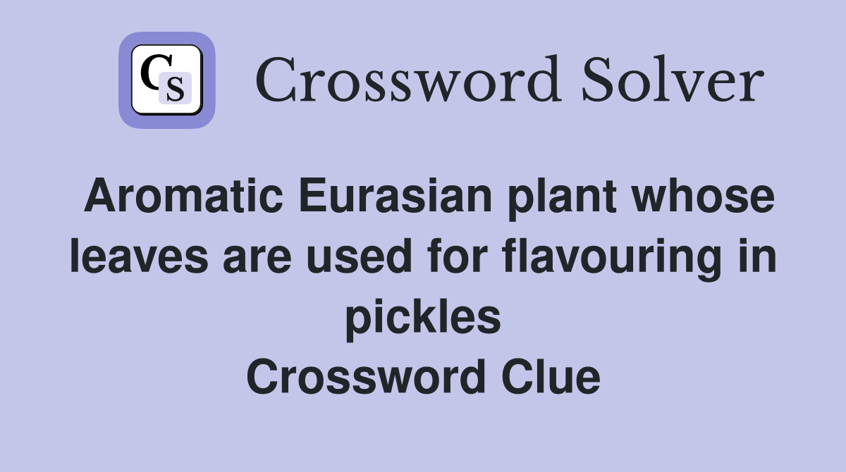 Aromatic Eurasian plant whose leaves are used for flavouring in pickles Crossword Clue