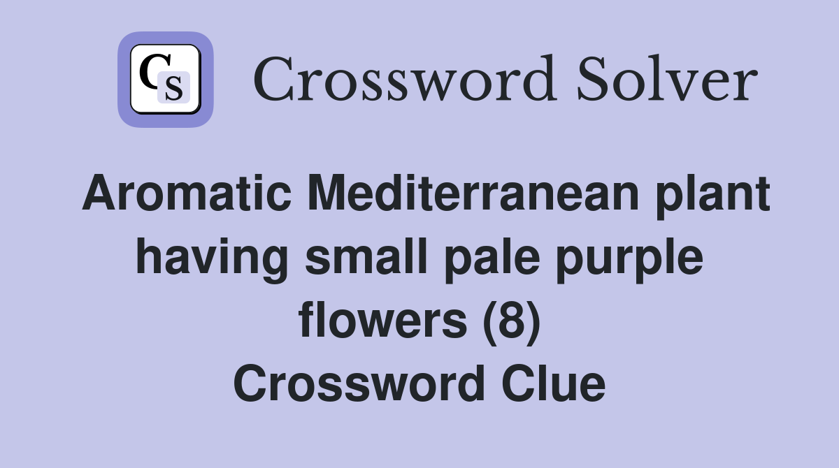 Aromatic Mediterranean plant having small pale purple flowers (8) Crossword Clue