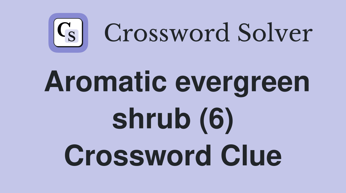 Aromatic evergreen shrub (6) Crossword Clue