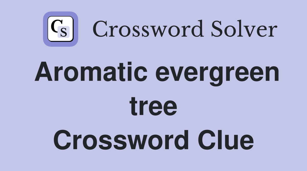Aromatic evergreen tree Crossword Clue