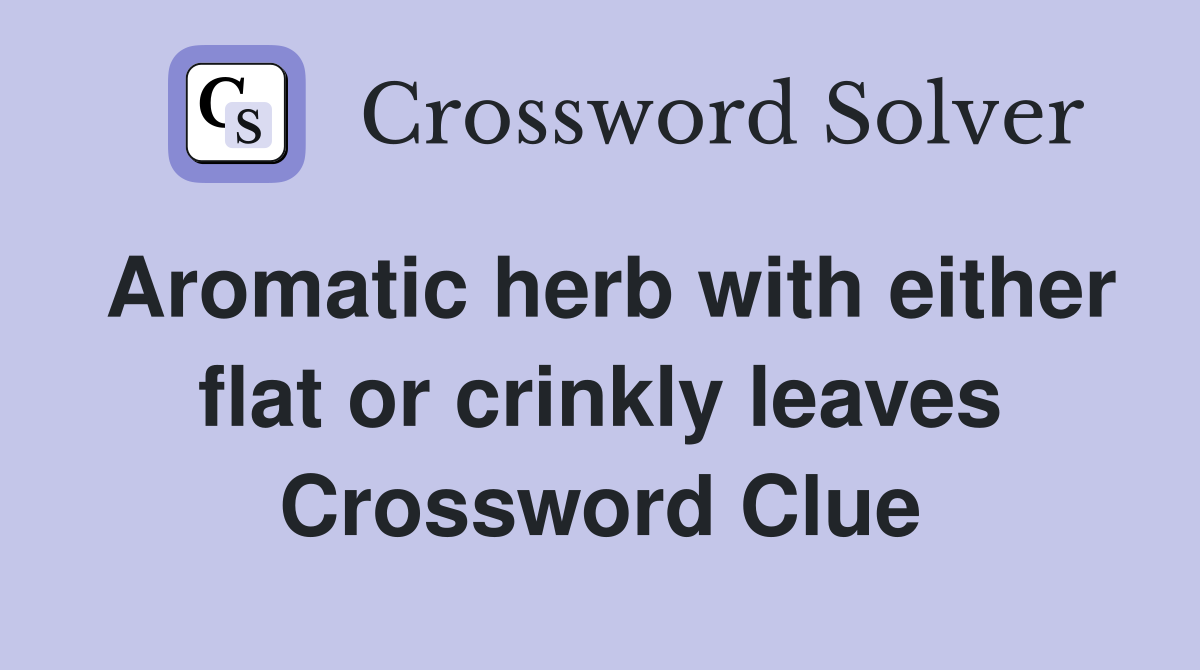Aromatic herb with either flat or crinkly leaves Crossword Clue