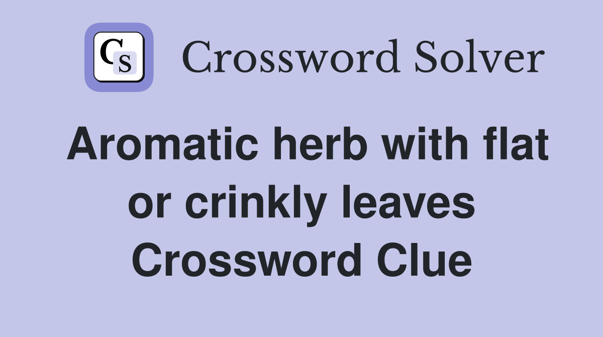 Aromatic herb with flat or crinkly leaves Crossword Clue