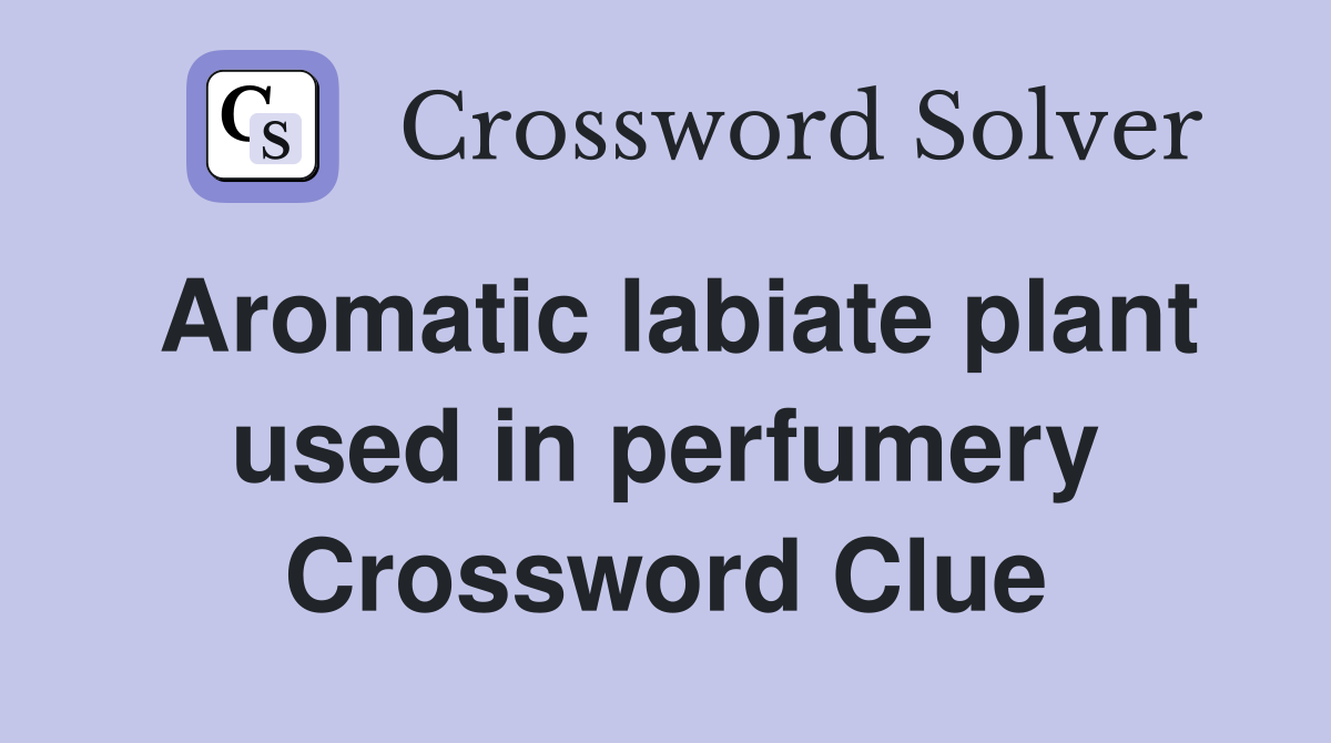 Aromatic labiate plant used in perfumery Crossword Clue