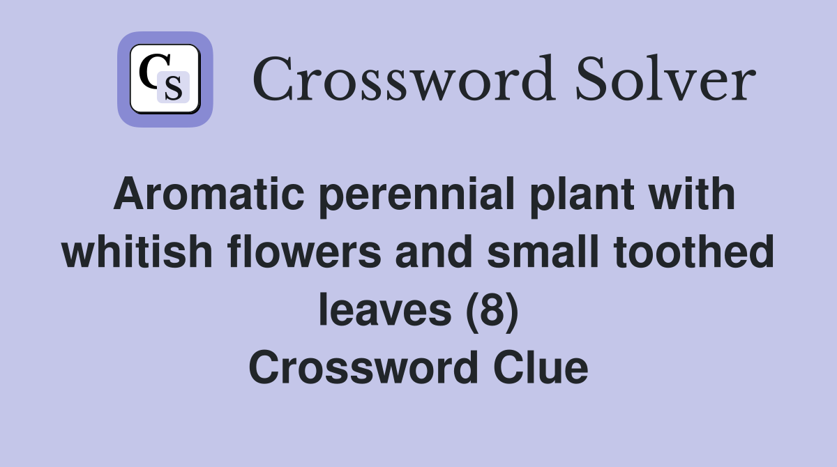 Aromatic perennial plant with whitish flowers and small toothed leaves (8) Crossword Clue