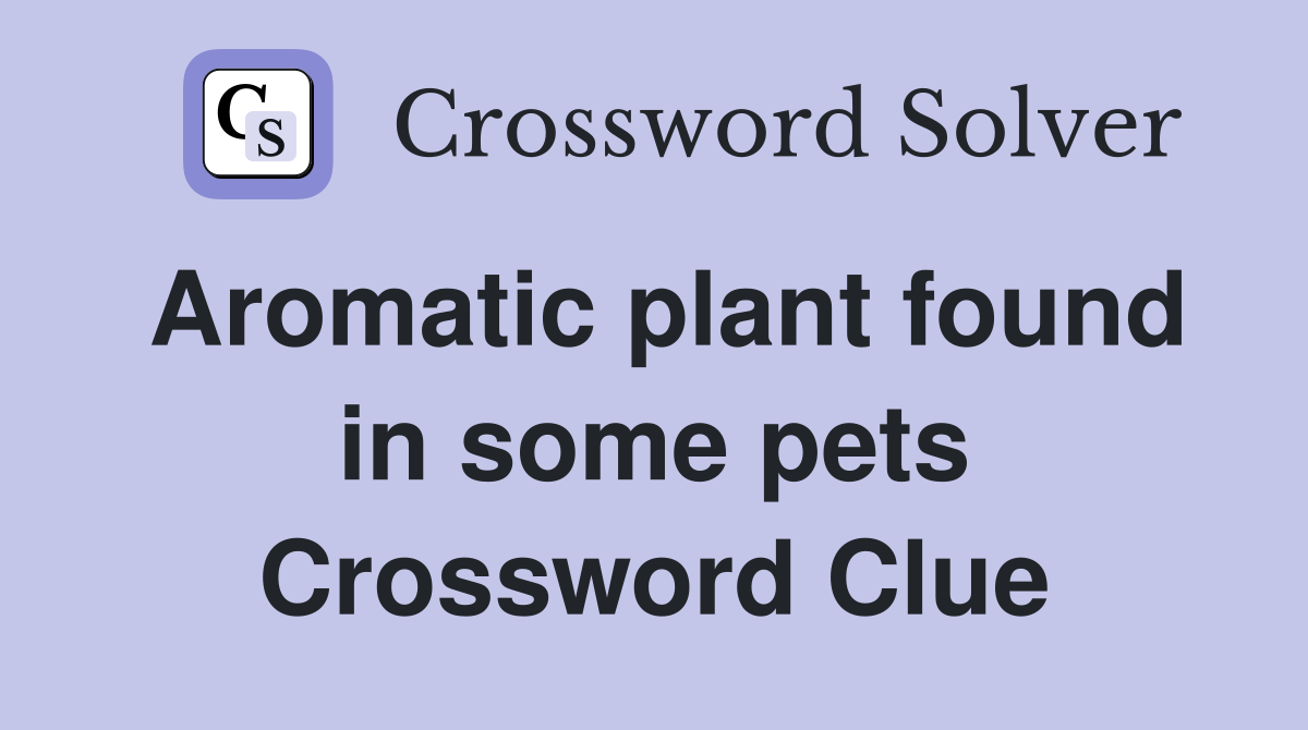 Aromatic plant found in some pets Crossword Clue