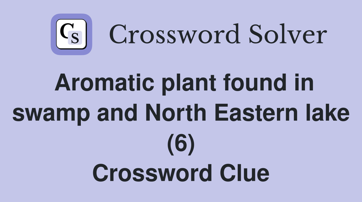 Aromatic plant found in swamp and North Eastern lake (6) Crossword Clue